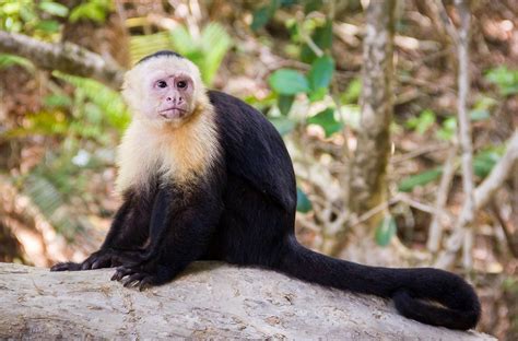 Everything You Need To Know About The Famous Capuchin
