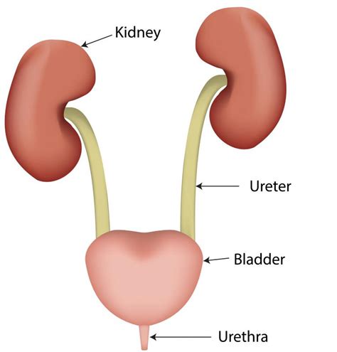 What Is The Function Of The Renal Pelvis With Pictures