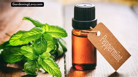 Peppermint Oil For Rats 11 Safe And Effective Methods