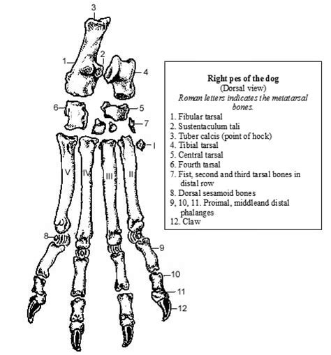 Metatarsal Bones Of Domestic Animals Veterinary Anatomy Vetscraft