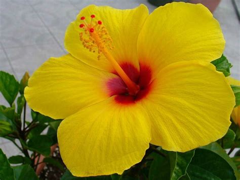 # telugu flower name english pronunciation. Canna Flower In Telugu Meaning | Best Flower Site