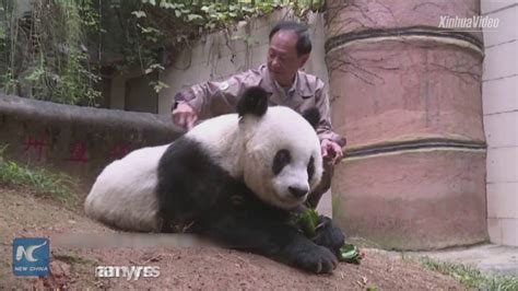 Worlds Oldest Captive Panda Dies Aged 37 In E China Youtube