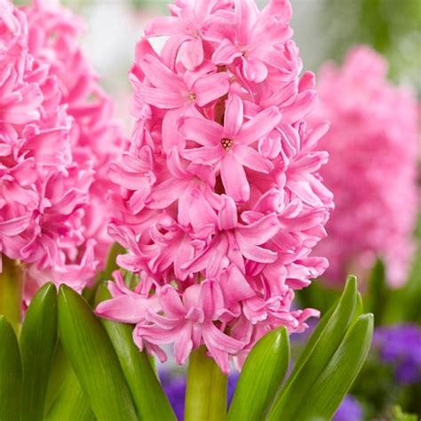 Van Zyverden Pink Hyacinths Pink Pearl Bulbs 10 Count In The Plant