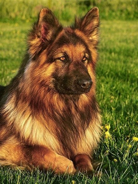 Long Haired German Shepherd Info Pictures Characteristics And Facts