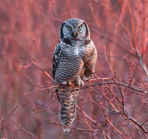 Owls In Michigan 11 Species With Pictures Wild Bird World
