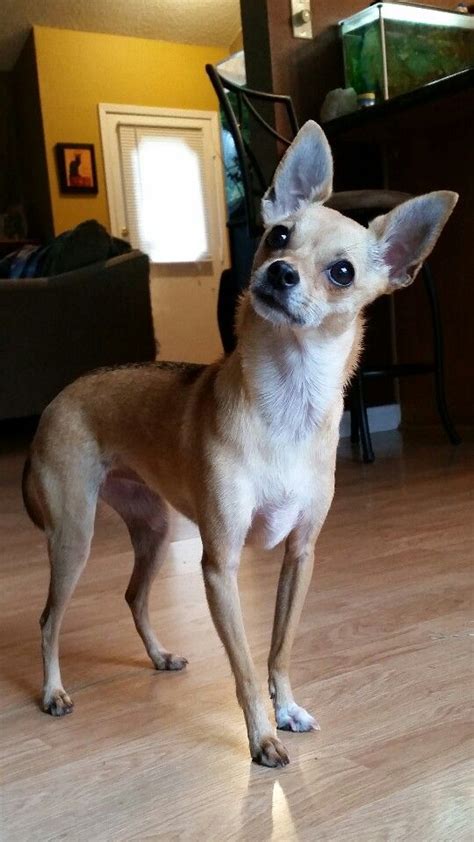 Chocolate And White Deer Head Chihuahua Pets Lovers