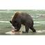 A Brown Bear Eating Stock Footage Video 100% Royalty Free 5125691 