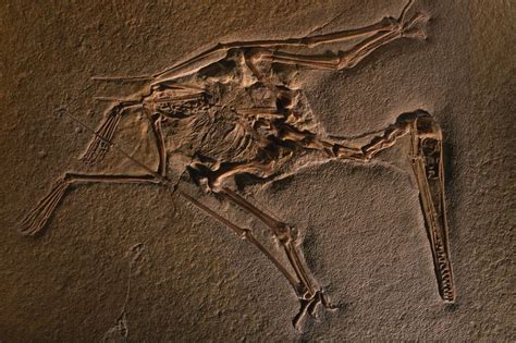 This Fossil Of The Pterosaur Pterodactylus Kochi Is Preserved In Limestone Fossils Of