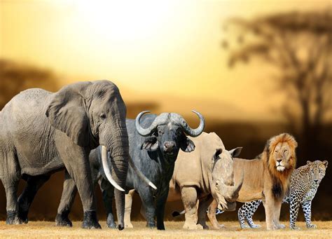 Serengeti Big 5 Serengeti National Park Tanzania Big Five Animals