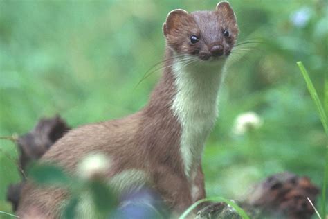 Stoat Peoples Trust For Endangered Species