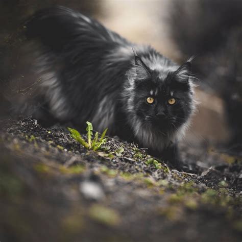 I go on the warriors wik. Wolfstar | Warrior Cats RPG Wiki | Fandom