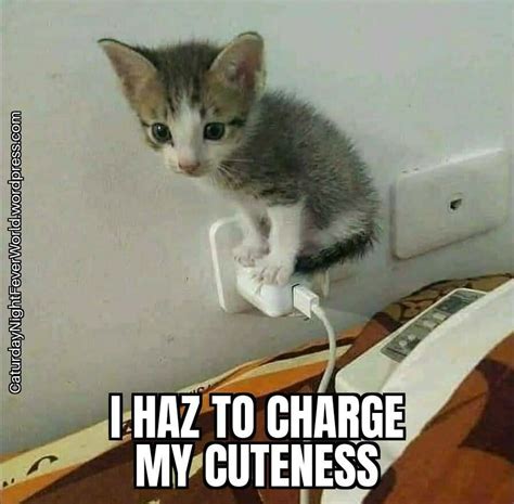 cute kitty cat meme by memeism memedroid