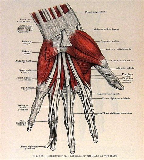 Muscles Of The Hand Sided Human Anatomy Illustration Etsy