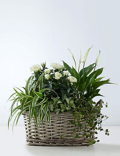Check spelling or type a new query. Large Flowering Basket | M&S