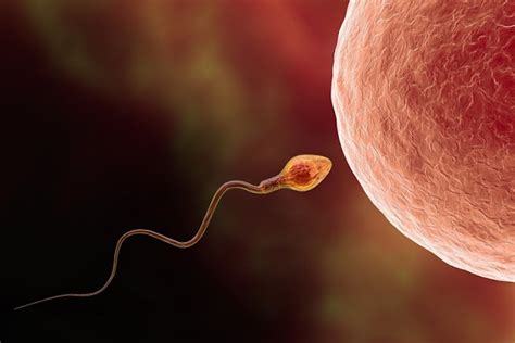 The Tough Struggle A Sperm Goes Through Before Reaching The Egg ~ Dnb