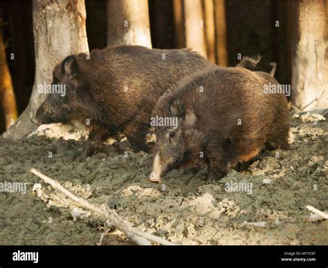 Sus Scrofa Scrofa Two Central European Boars Stay In Mud Bath Stock