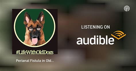 Perianal Fistula In Older German Shepherds Lifewitholddogs Podcast