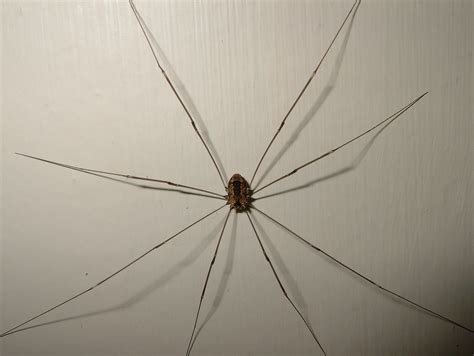 Daddy Long Legs Spider Harvestman Are Daddy Long Legs Poisonous