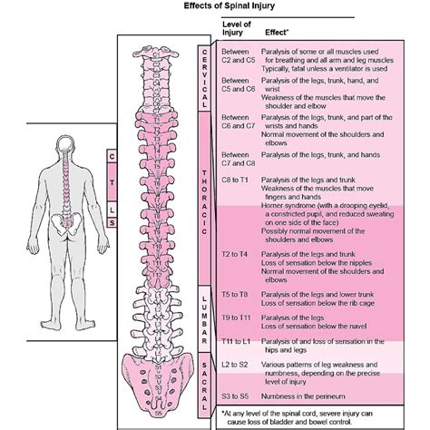 What Is Paraplegia And Pathology Of Spinal Cord Neural Injury