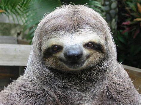 Happy Smiling Sloth Funny Pictures Of Animals