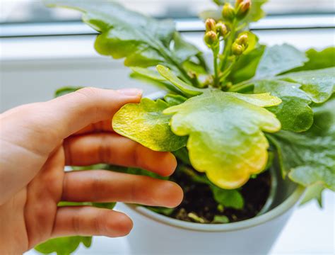 7 Tips For Caring For Your Kalanchoe Indoors Backyard Boss