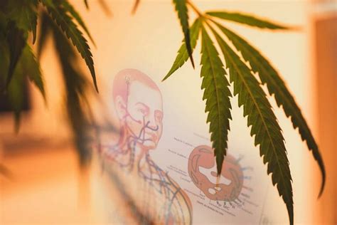 What Is Thca And How Is It Different From Cbd