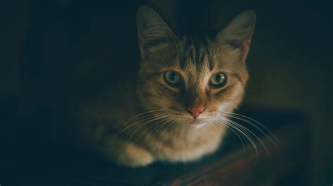 Free Photo Shallow Focus Photography Of Silver Tabby Cat Kitten