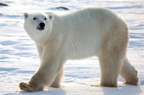 Oso Polar Hd Imágenes Y Fotos