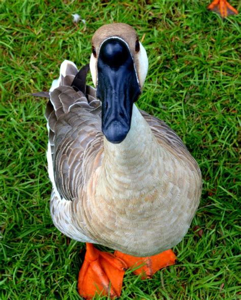 My Goose Friend Animals Beautiful Cute Creatures Small House Pets