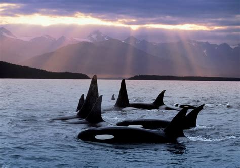 10 Adventures To Try In The San Juan Islands Orca Whales Whale Orca