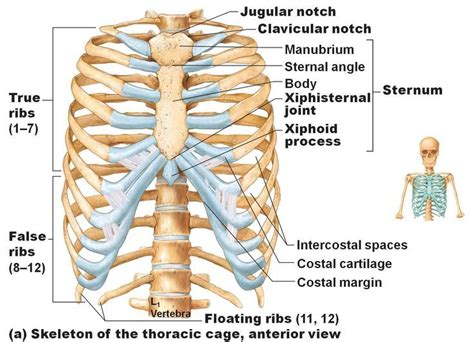 Rib Cage Kl Axial Skeleton Rib Cage Anatomy Human Anatomy