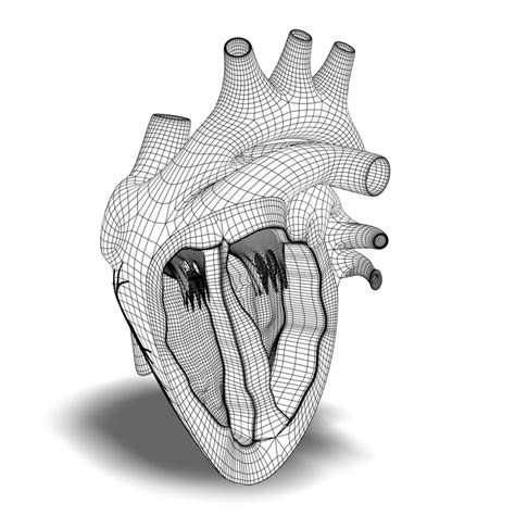 3d Human Heart Anatomy Model