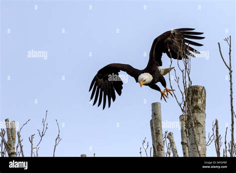 Bald Eagle Landing On Branch Hi Res Stock Photography And Images Alamy