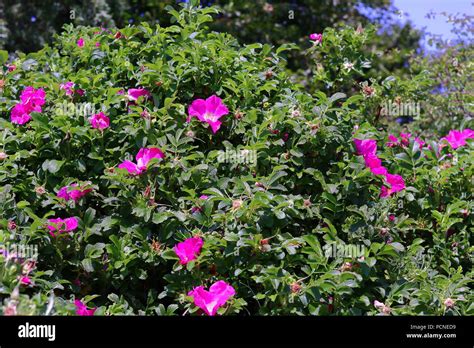 Wild Rose Bush Stock Photos And Wild Rose Bush Stock Images Alamy