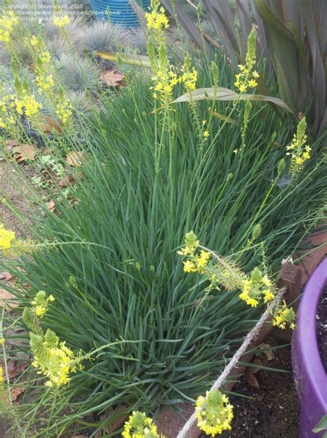 The ornamental varieties have white, yellow and red flowers. Photo of CLOSED: Plant ID: Small grasslike succulent with ...