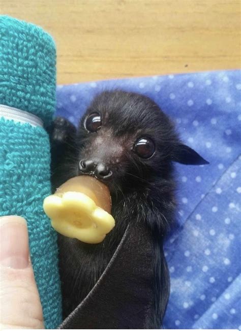 We Totally Appreciate These Photos Of Baby Bats Artofit