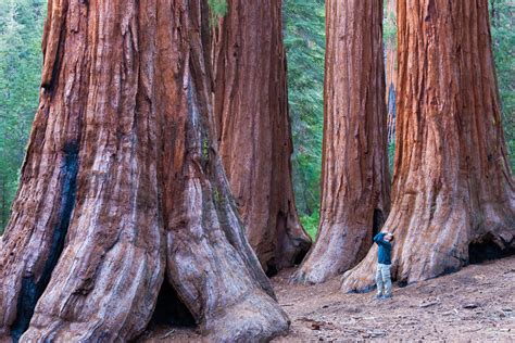 Find Out About Californias Fabulous Redwood Forests Including Where