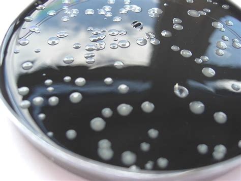 Pneumophila is the primary human pathogenic bacterium in this group and is the causative agent of legionnaires' disease, also known as legionellosis. kontrollstaemme.de: Legionella pneumophila Serogruppe 1