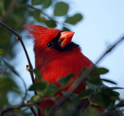 Cardinal Cardinal Bird Birds Usa Lovely Botanical Wonders