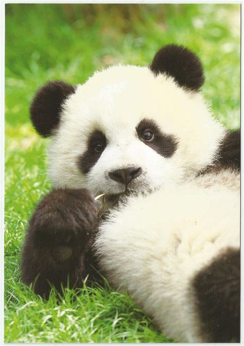 What Is My Favorite Animalpanda Animals And Pets Funny Animals Wild