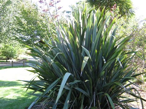Search our categories like celebration, sympathy and new born baby as well as flower types like bouquets, arrangements, roses and tropical. NZ SHRUBS - The Trees & Flowers of Whangarei.