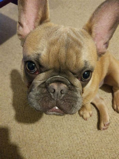 Cute little frenchie : aww