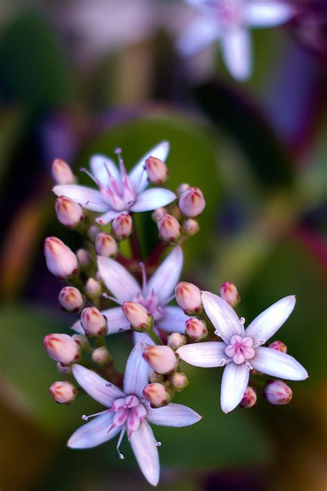 She first appears in the series' sixth novel, definitely dead. Jade Plant Flower Free Stock Photo - Public Domain Pictures