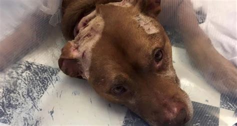 Tortured Dog Used As Bait For Fighting Rescuers Find Him