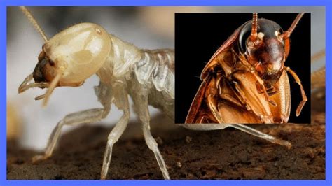 Top 10 Disgusting Facts About Cockroaches Youtube