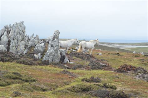 White Horses On The Falklands Islands X Post Rhires Beautiful