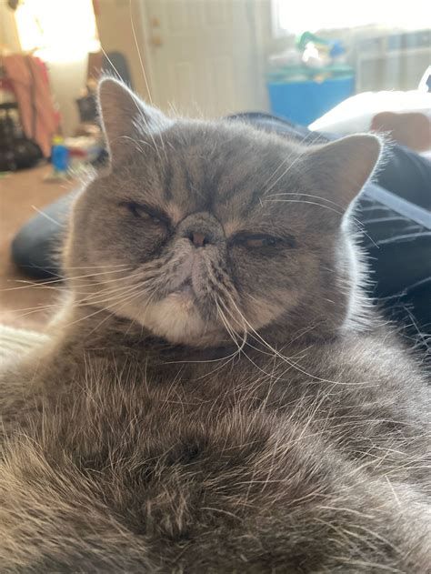 My Grumpy Old Man Cat ️ Who Isnt Actually That Old Lol Grumpycats