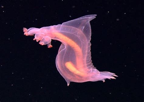30 Cool And Weird Ocean Animals Around The World Green Global Travel