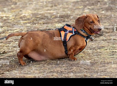 Overweight Dachshund Hi Res Stock Photography And Images Alamy