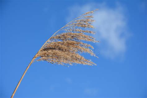 Panicle River Reed Against The Winter Blue Sky And Clouds Stock Photo